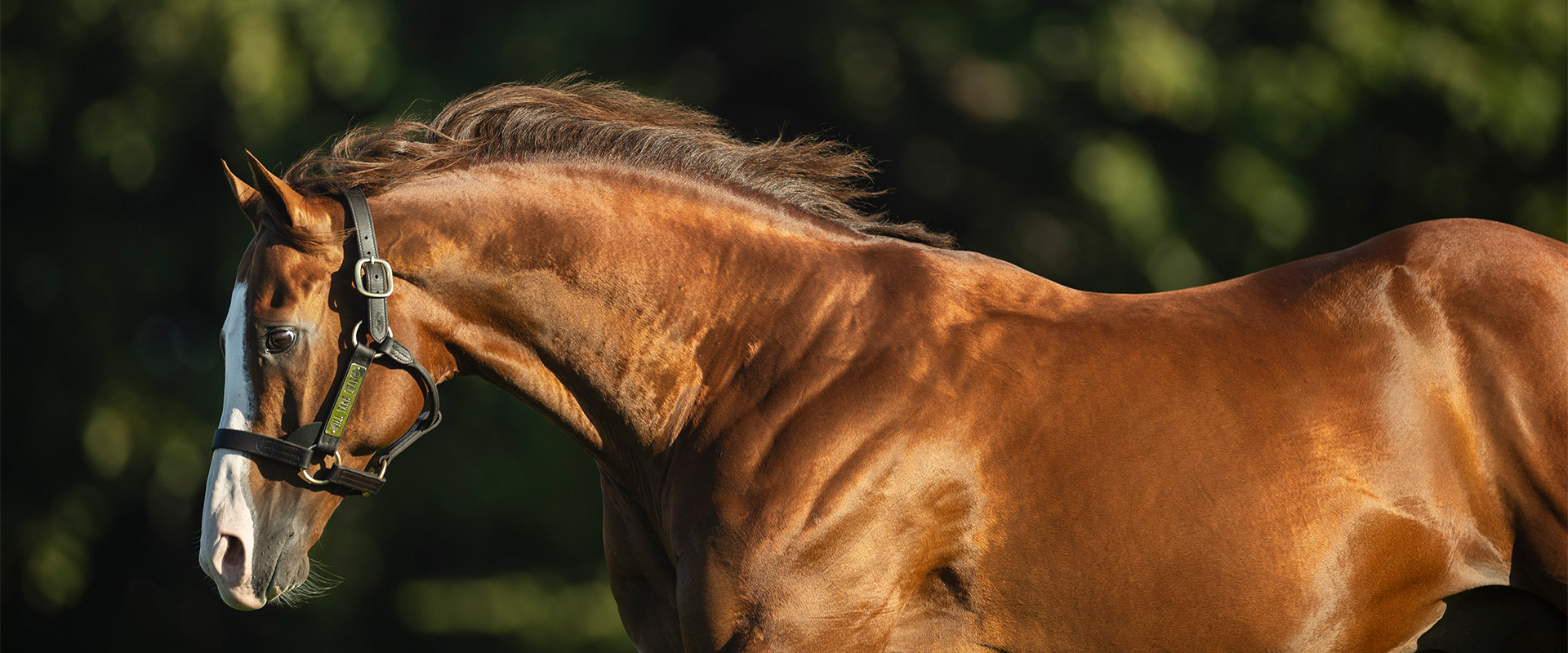 Will Take Charge | Japan